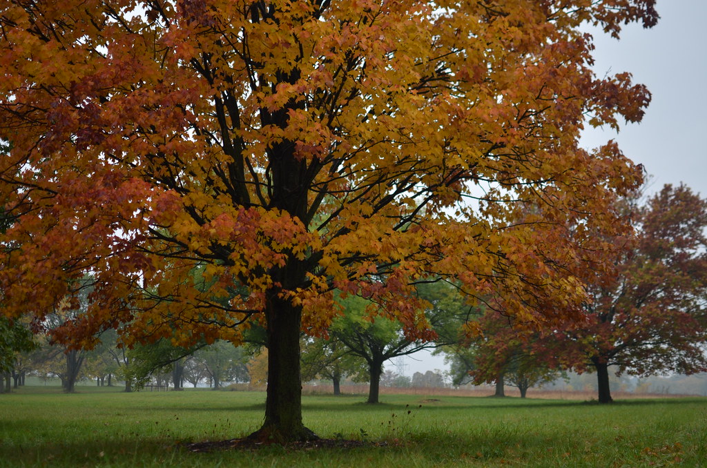 Autumn 048