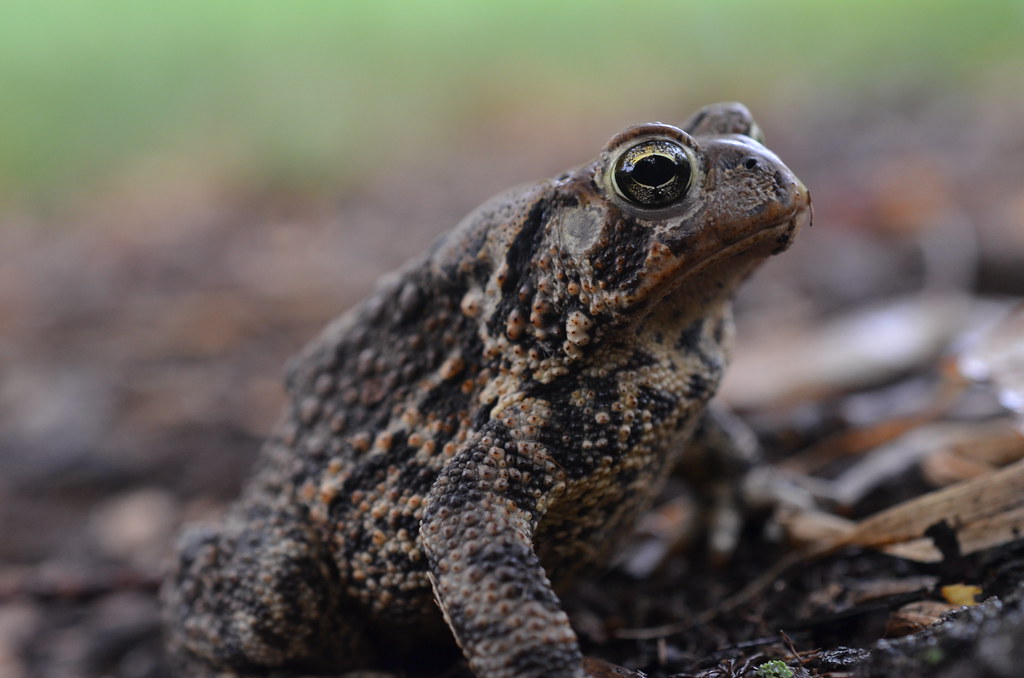 Toad