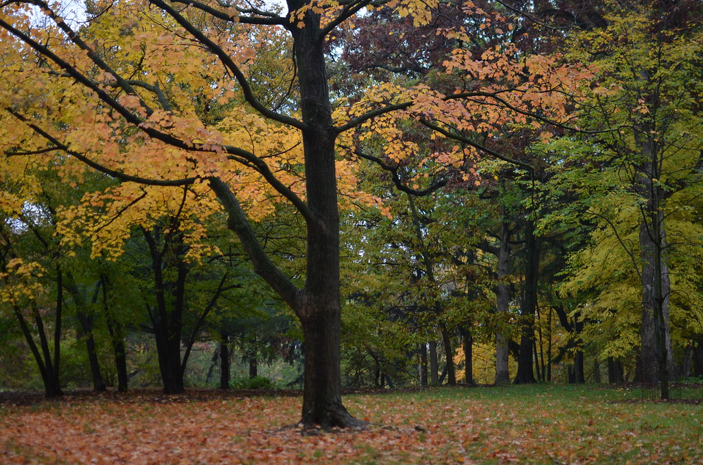 Autumn 401