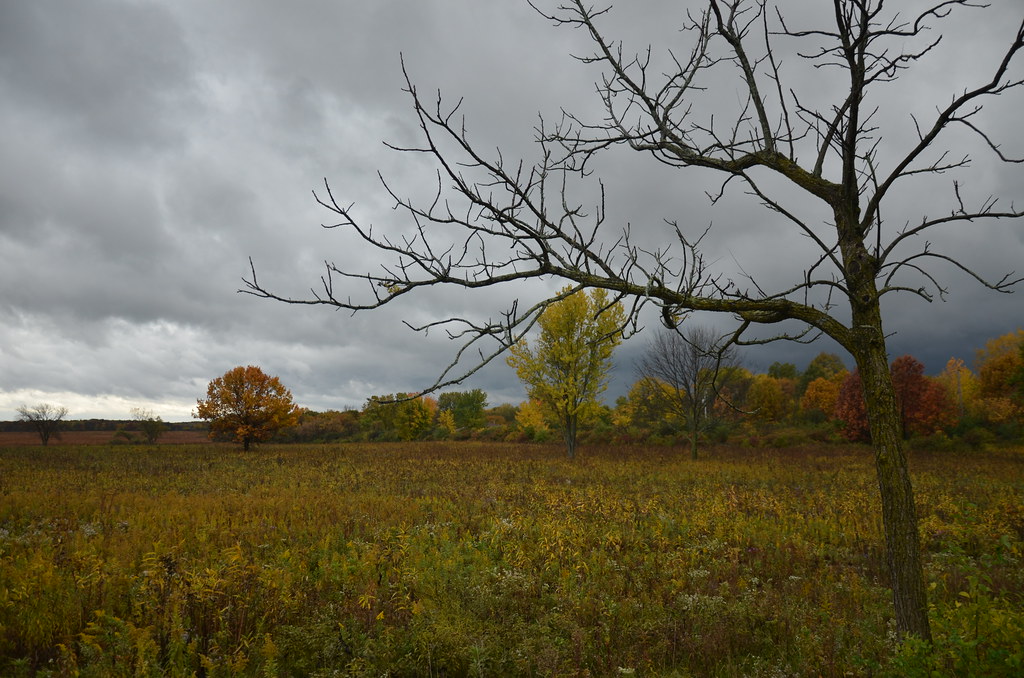 Autumn Rain 030