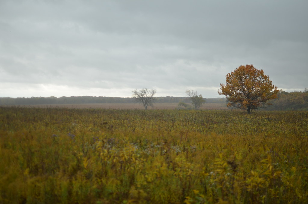 Autumn Rain 056