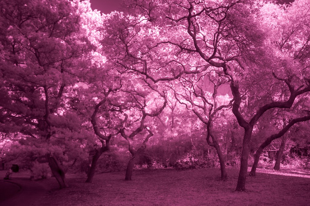 Infrared Photo