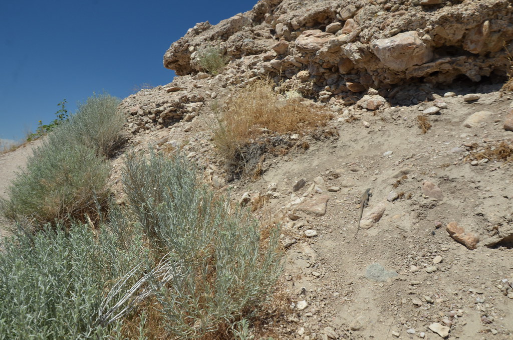 Antelope Island 181