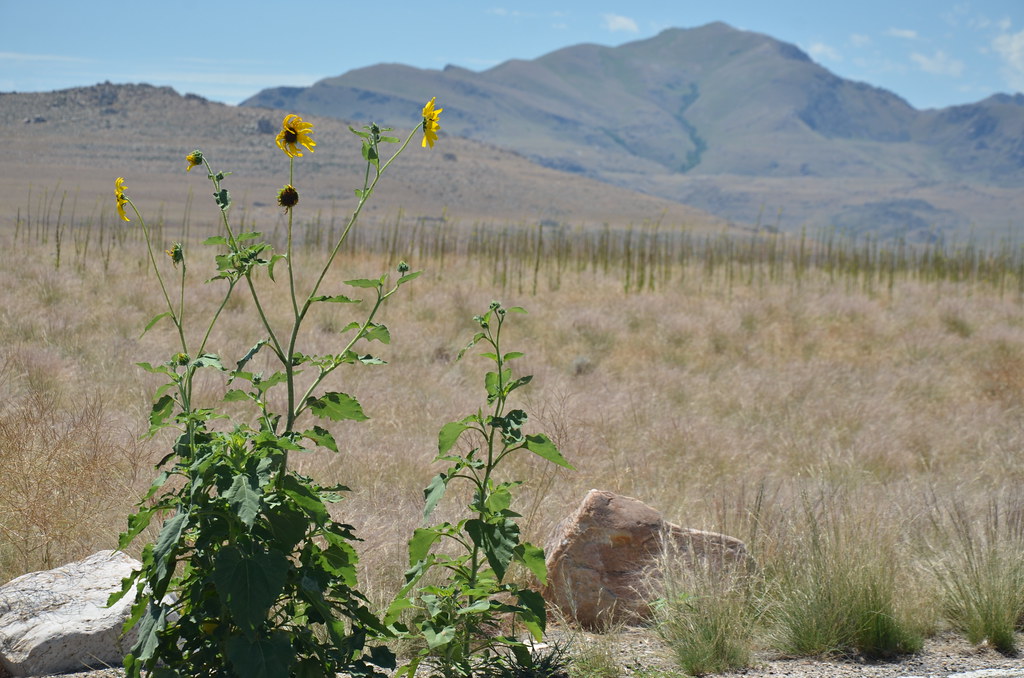 Antelope Island 128
