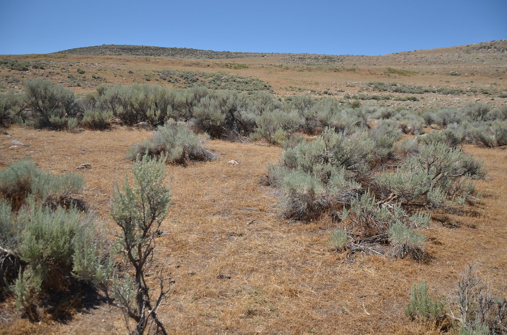 Antelope Island 114