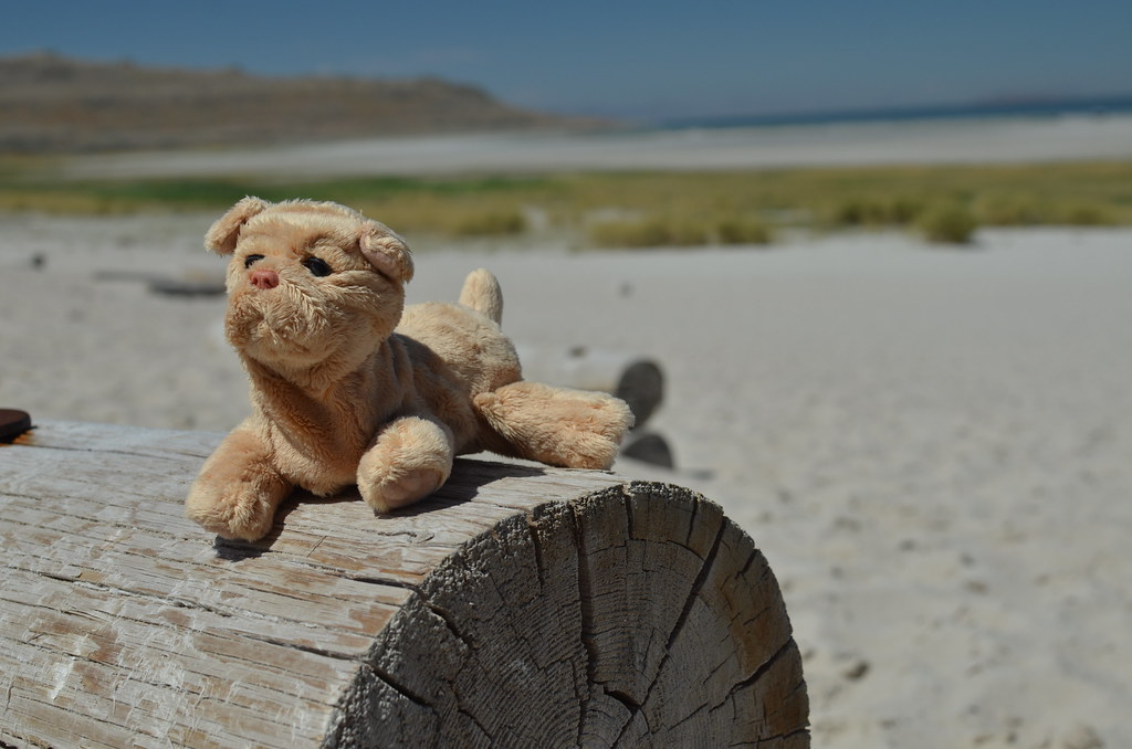 Antelope Island 101