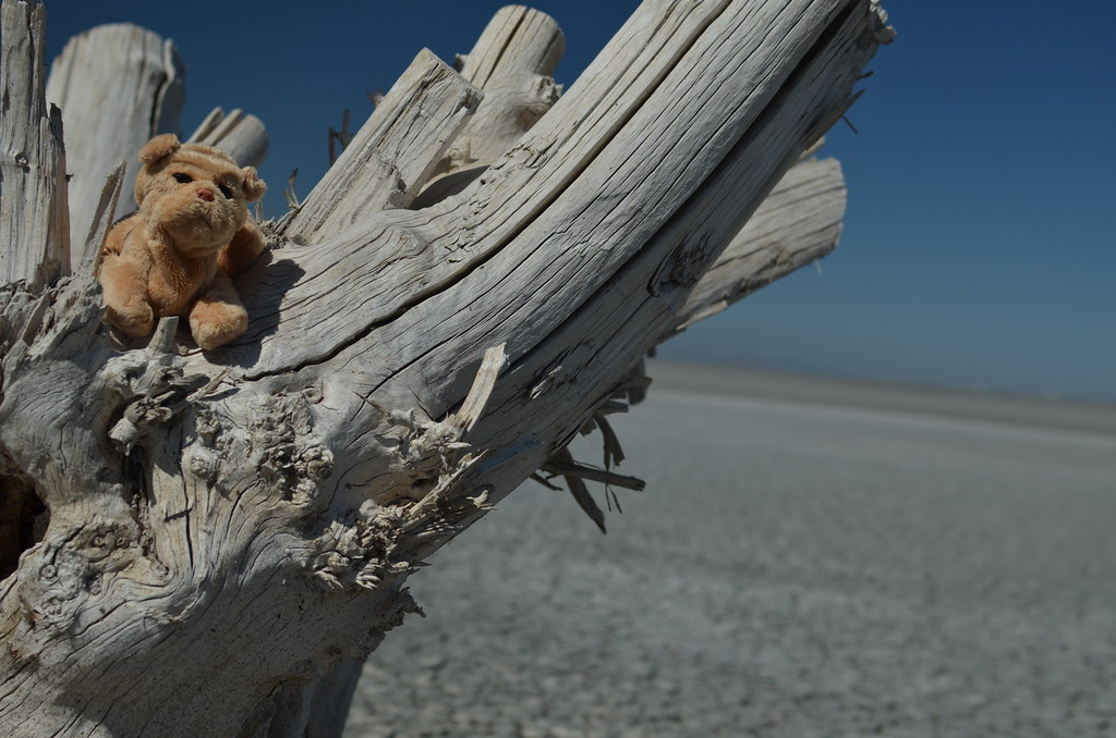 Antelope Island 034