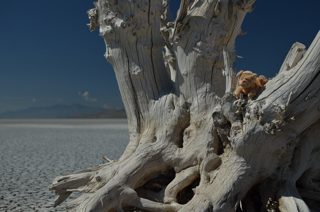 Antelope Island 031