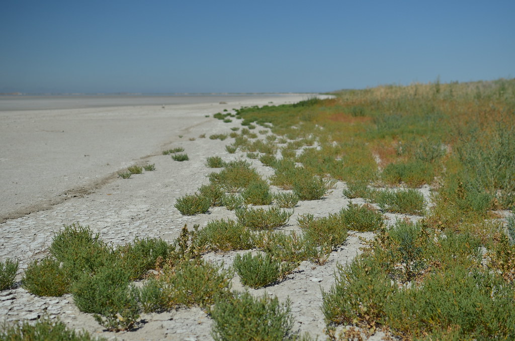 Antelope Island 016