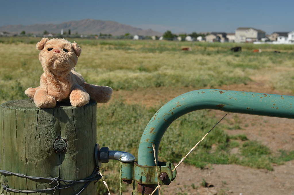Antelope Island 007