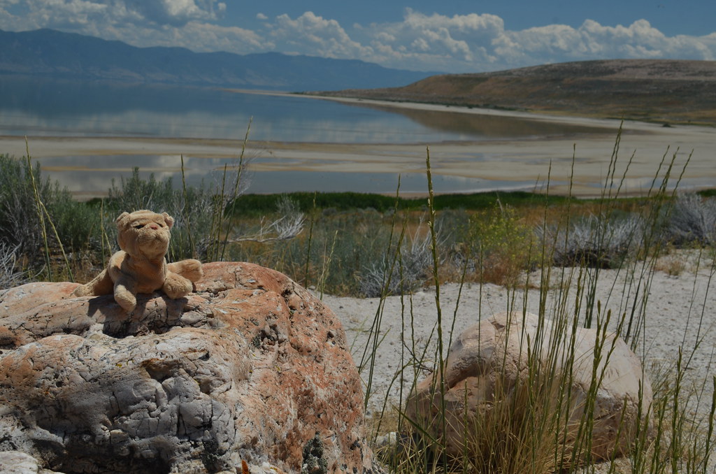 Antelope Island 309