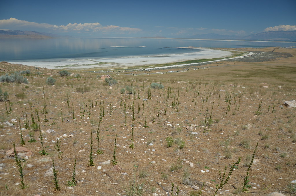 Antelope Island 265