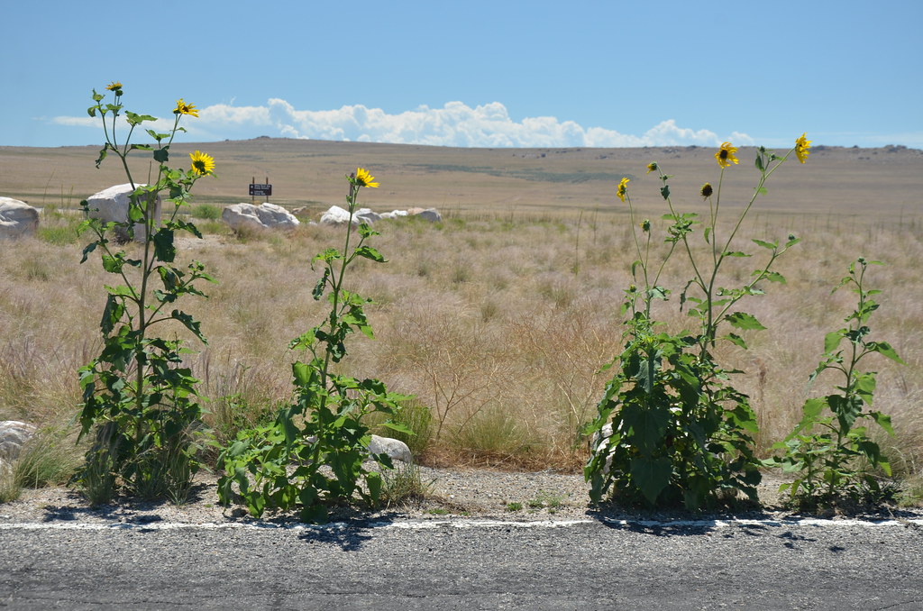 Antelope Island 130
