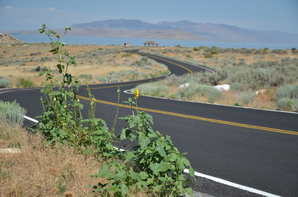 Antelope Island 090