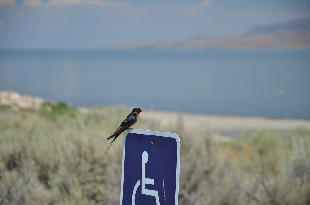Antelope Island 085