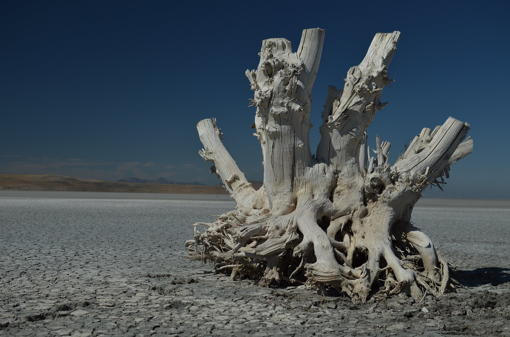 Antelope Island 037
