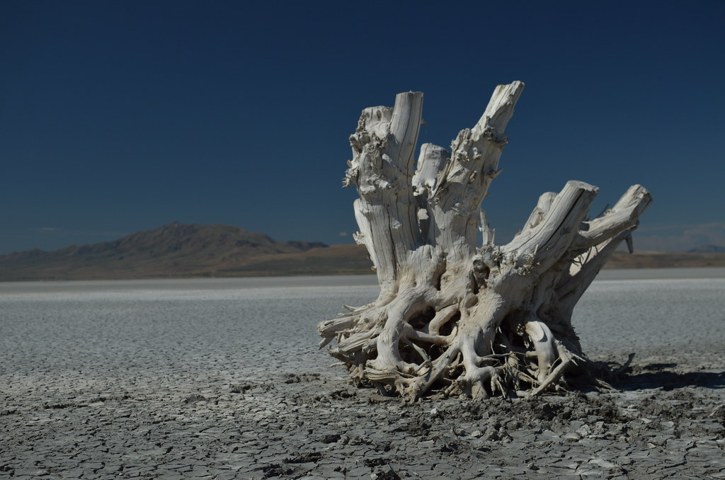 Antelope Island 022