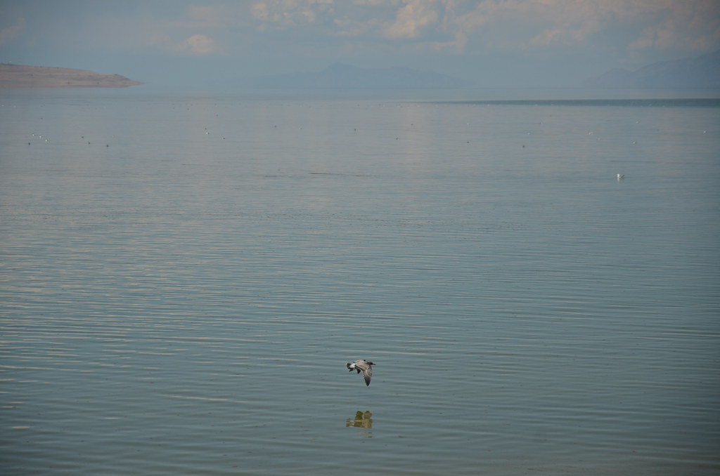 Antelope Island 344