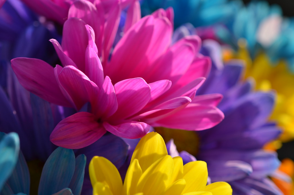 Pink Daisy