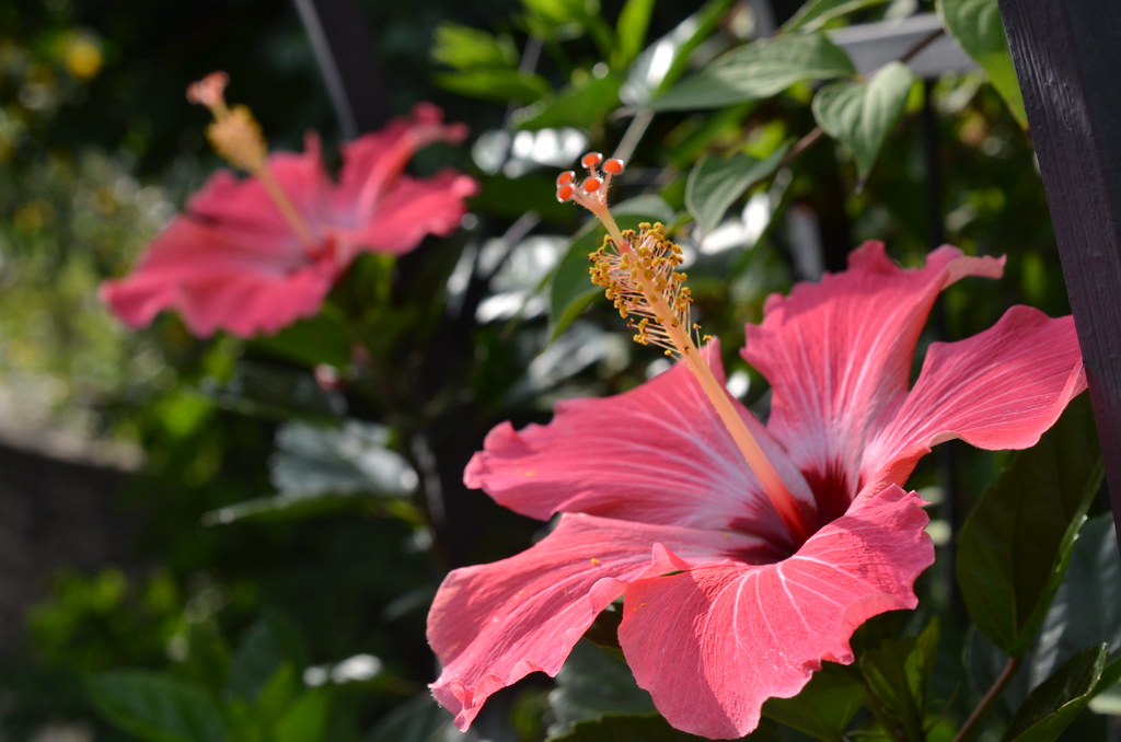 Brookfield Zoo 268