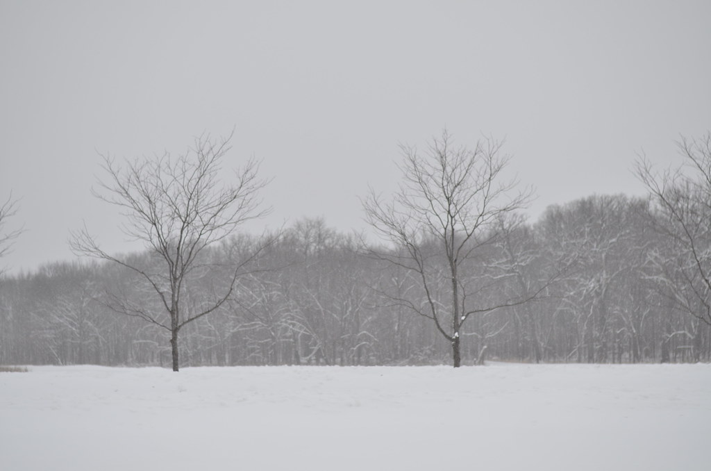 Snow Storm 579
