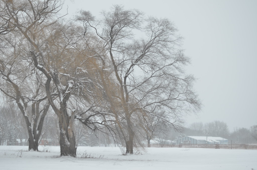Snow Storm 705