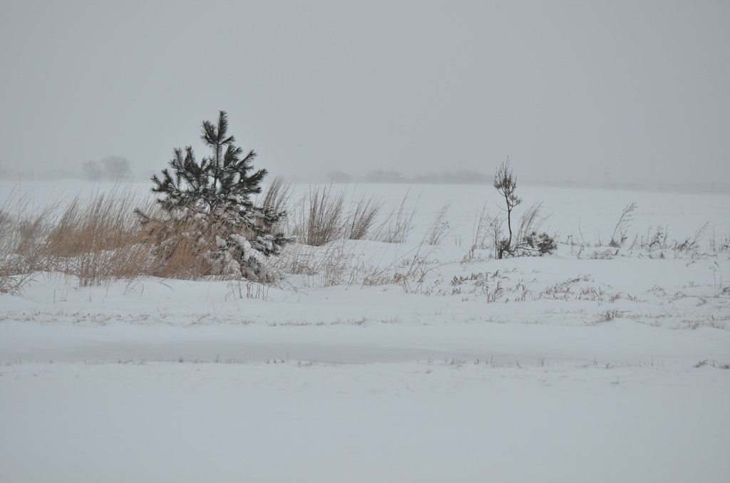 Snow Storm 702
