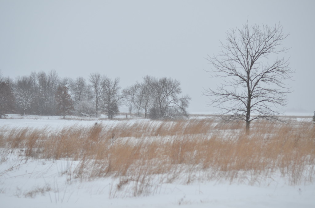 Snow Storm 694