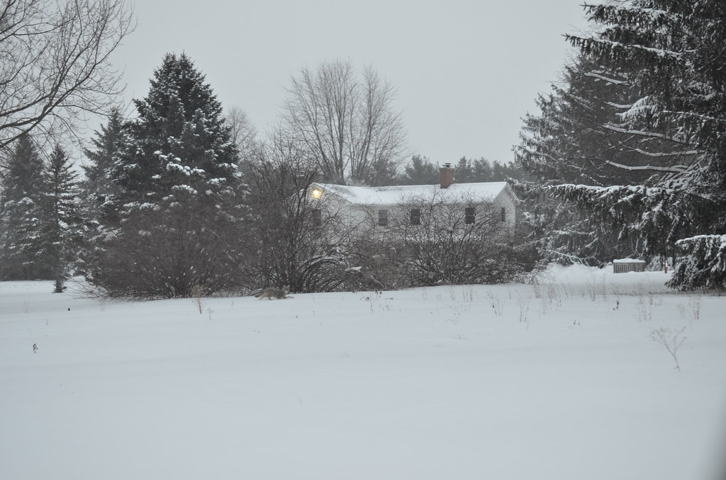 Snow Storm 703