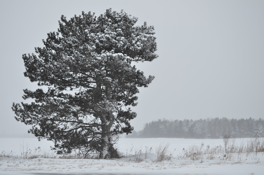 Snow Storm 700