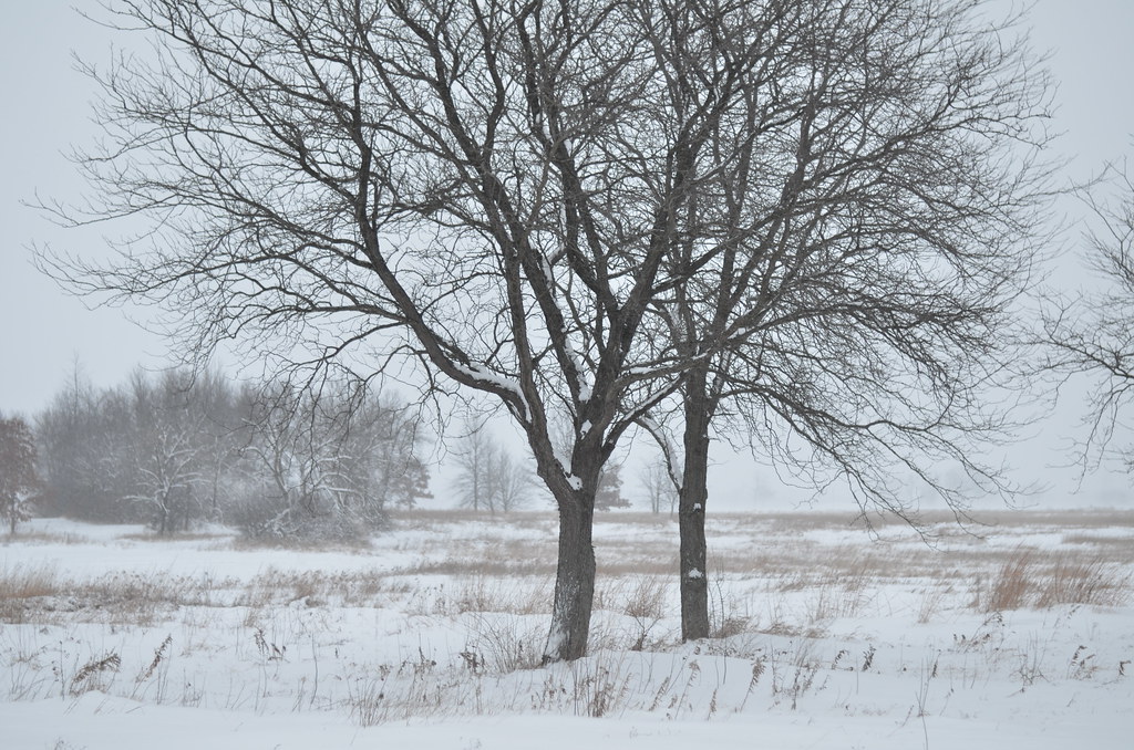 Snow Storm 695