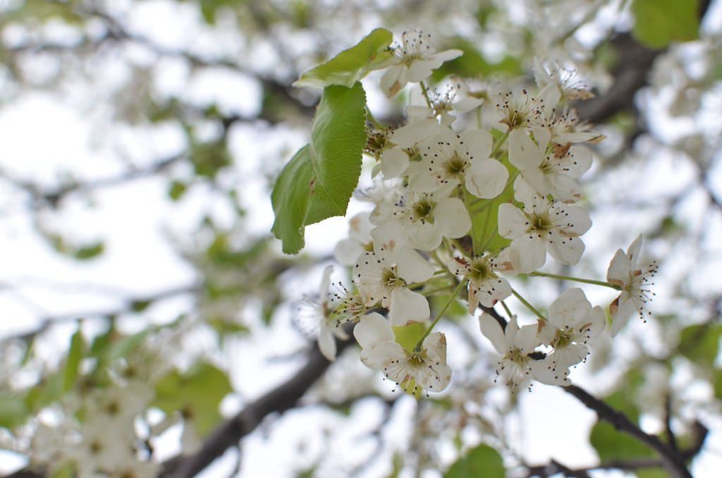 White flowering Tree