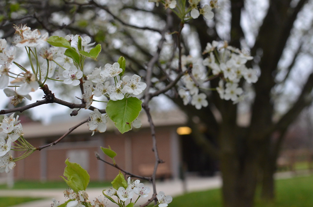 Tree with white flowers