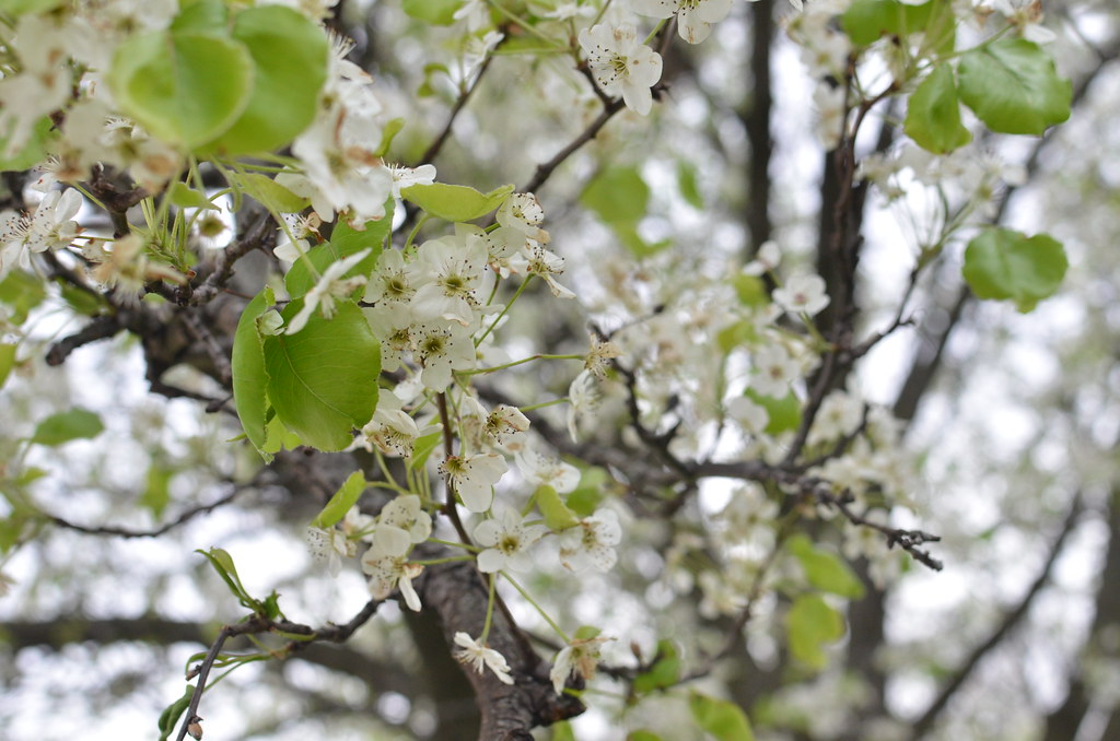 White Flowering Tree in Springtime