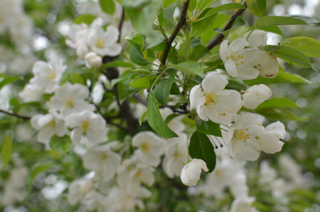 Tree with White Flowers