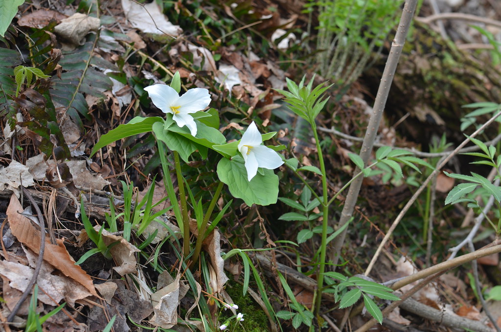 Blue Rock Ohio 042