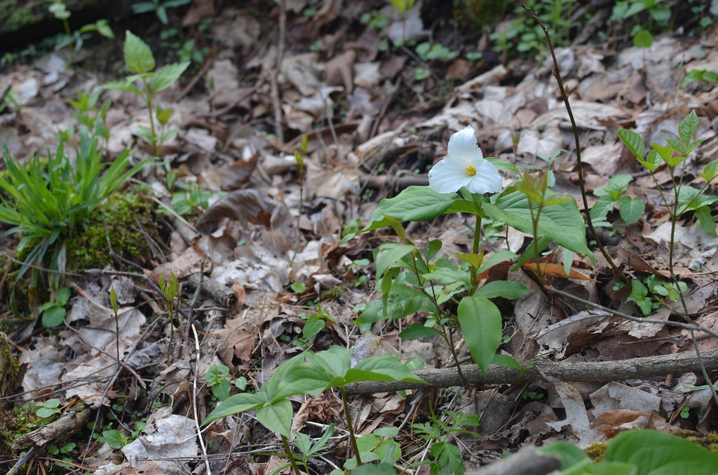 Blue Rock Ohio 040