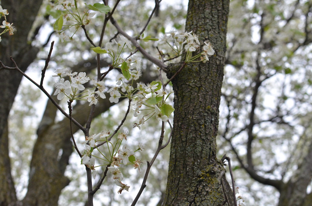 Interstate 70 Rest Stop Tree