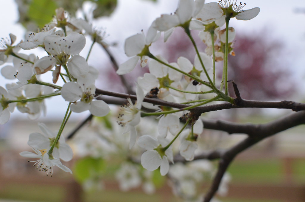 White flower on tree