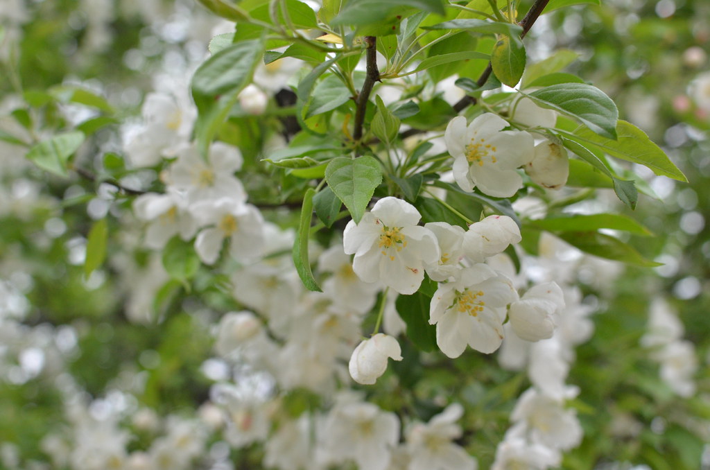 White Flowers on Tree