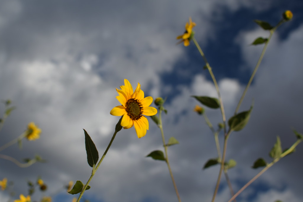 Arizona 084