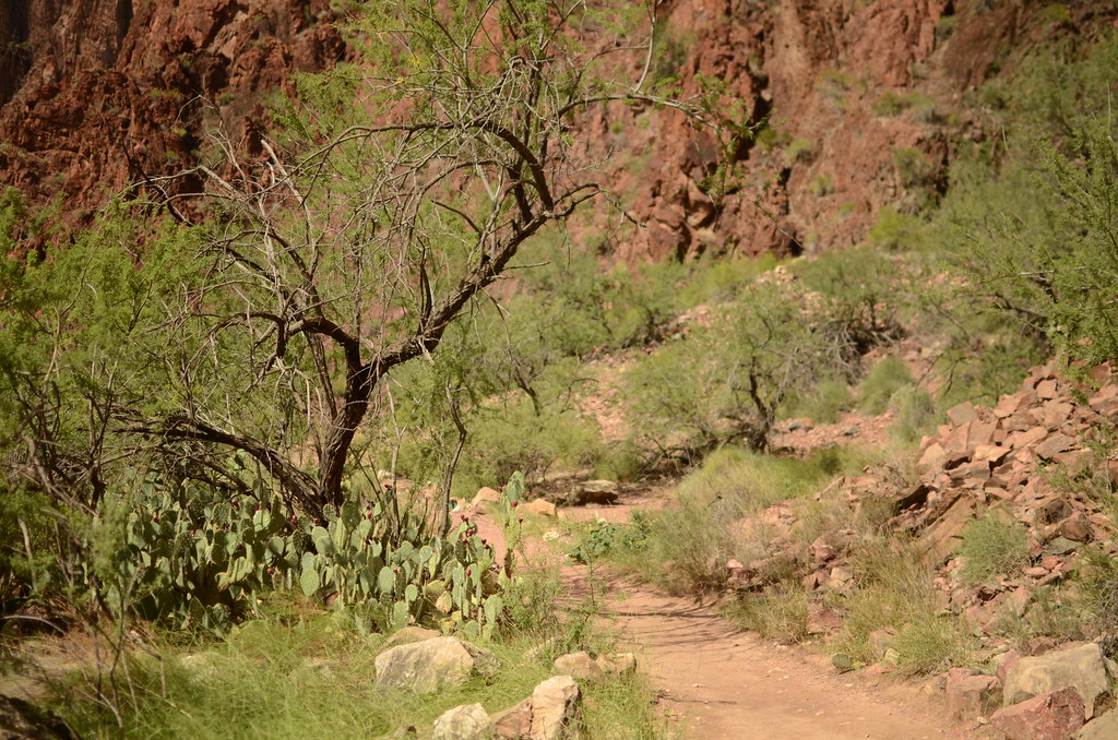 Grand Canyon Hike 051