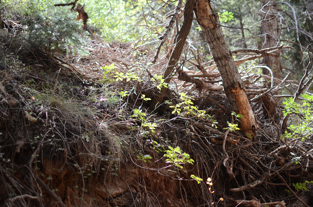 Grand Canyon North Rim 048