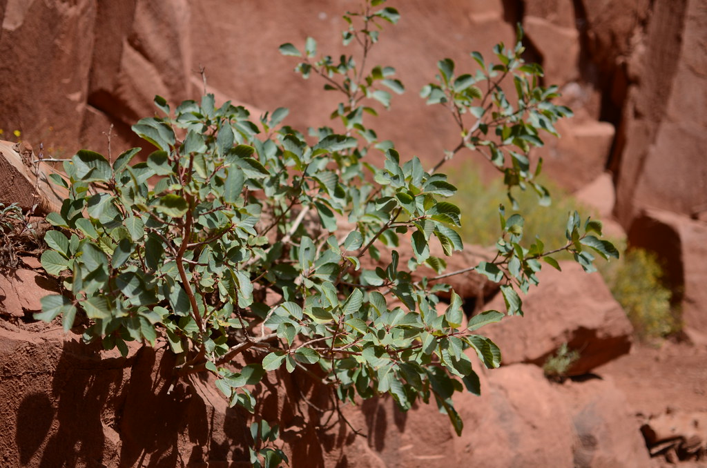 Grand Canyon North Rim 038