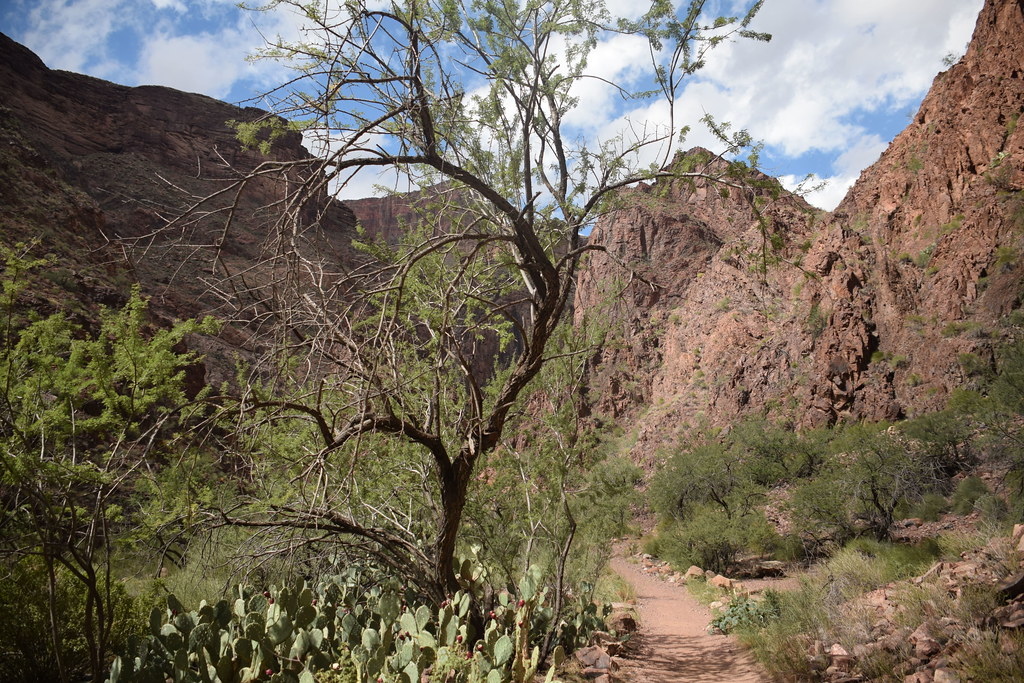 Grand Canyon Hike 278
