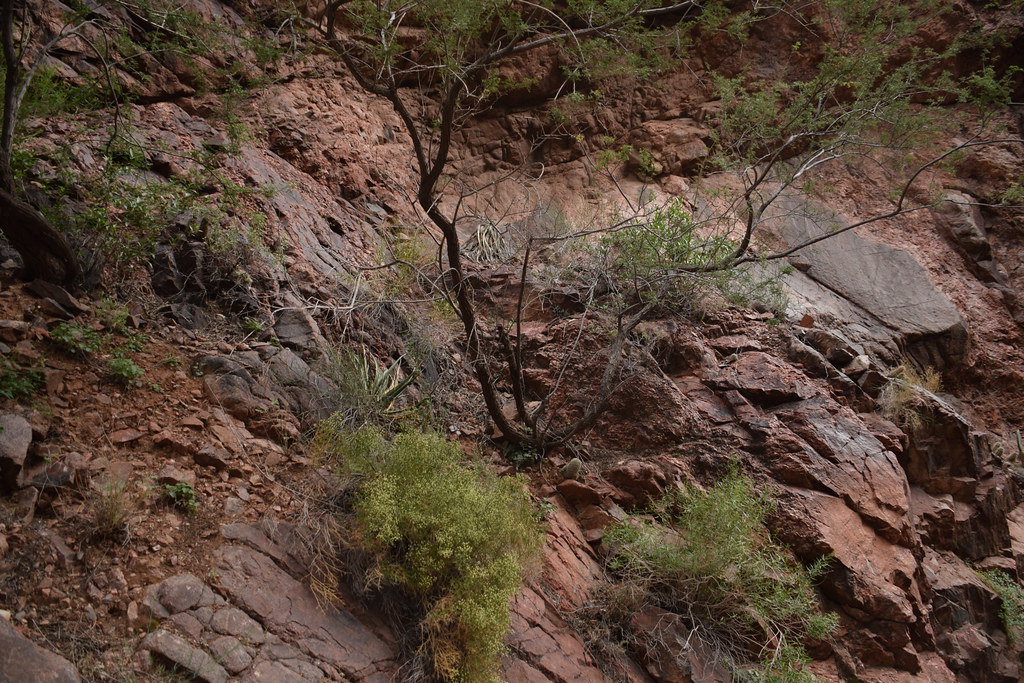 Grand Canyon Hike 300