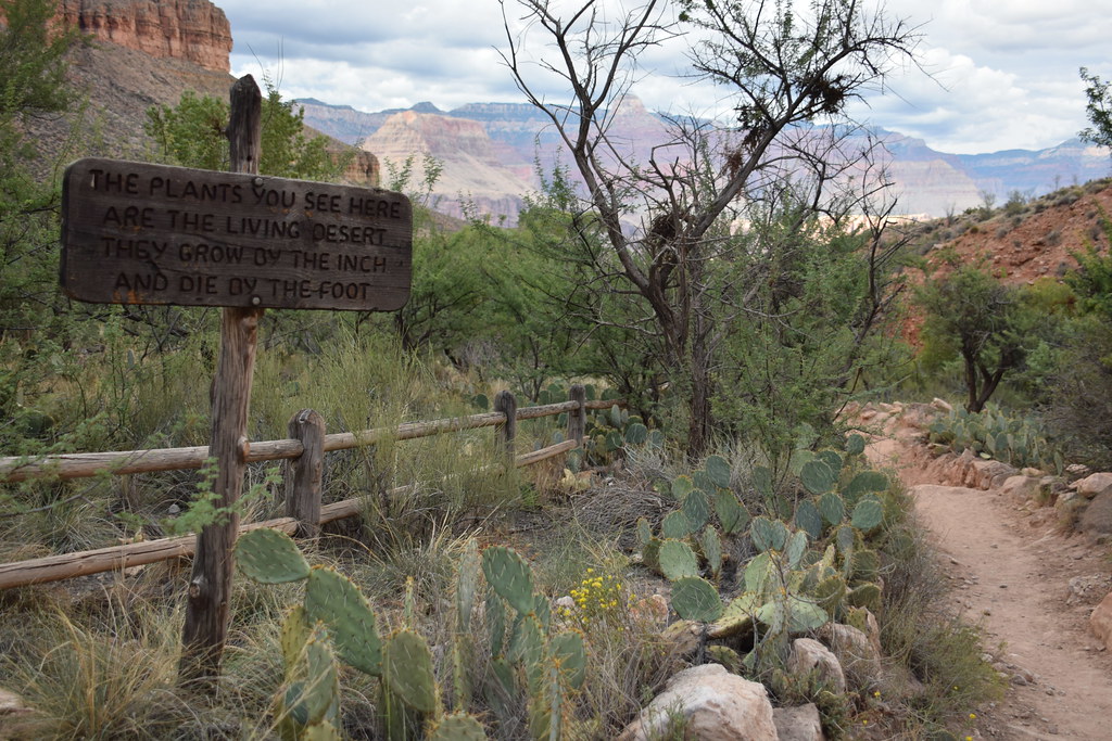 Grand Canyon Bright Angel Trail 305