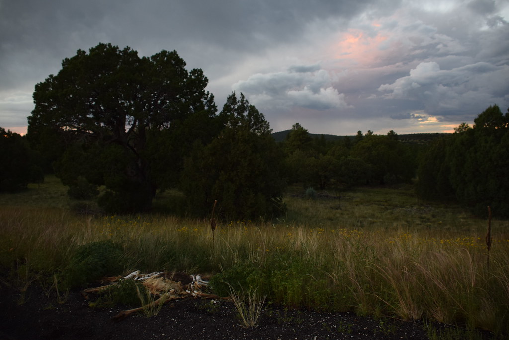 Arizona Petrified Forest 712
