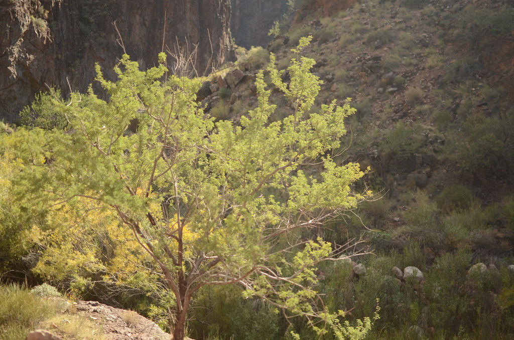 Grand Canyon Hike 066