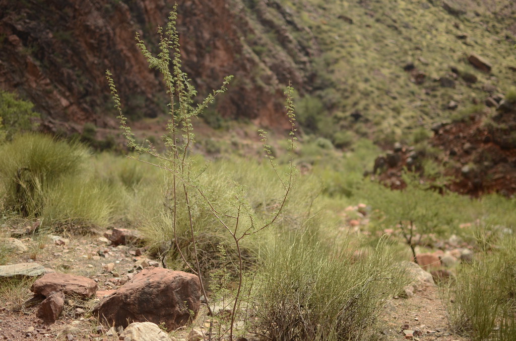 Grand Canyon Hike 053